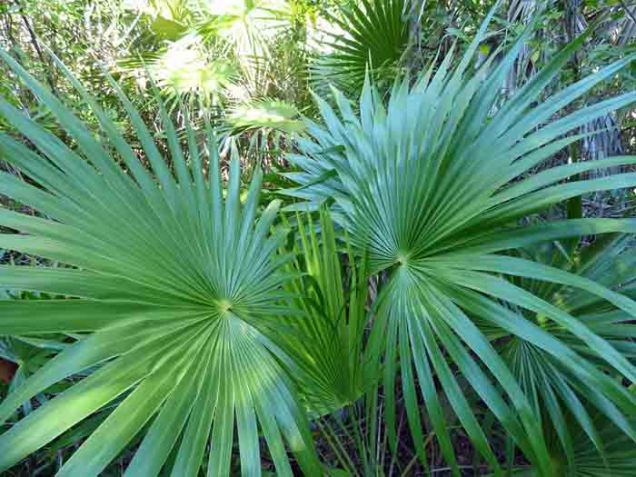 b Florida Thatch Palm