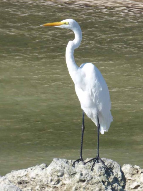 b Great White Egret