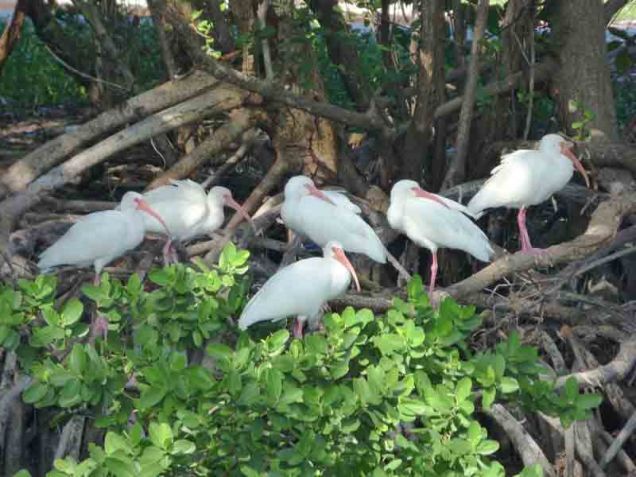 b Ibis on Mangrove Roots