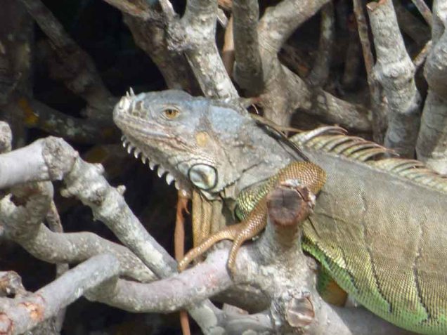 b Iguana Close Up