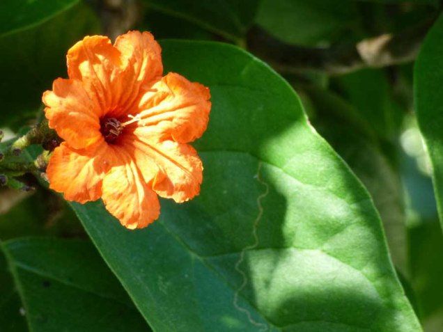 b Orange Flower