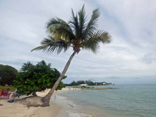 b Sea Grape Growing on Base of Palm Tree