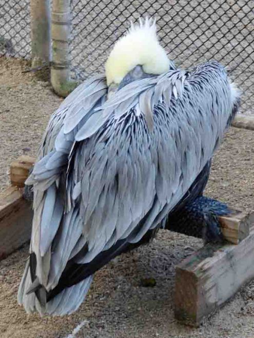 b Sleeping Pelican
