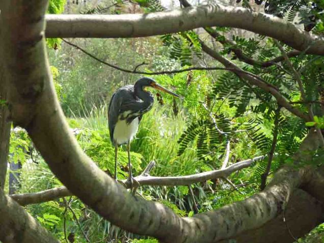 b Tricolor Heron on Branch