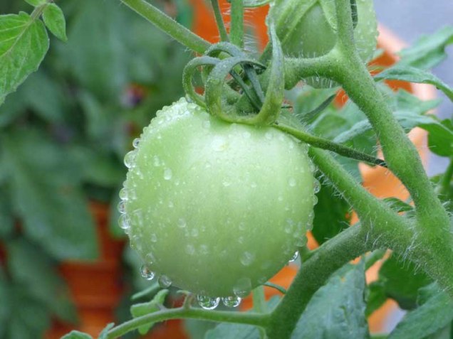 b Green Tomato