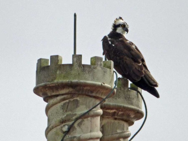 b Osprey on Top of Building