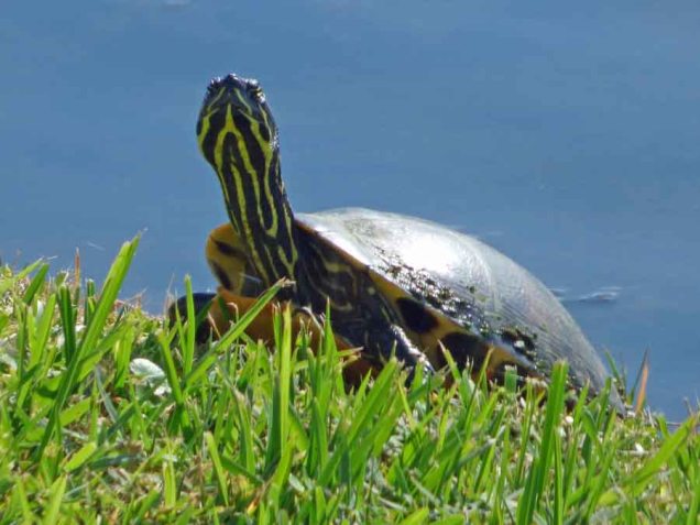 b Turtle on Grass Bank