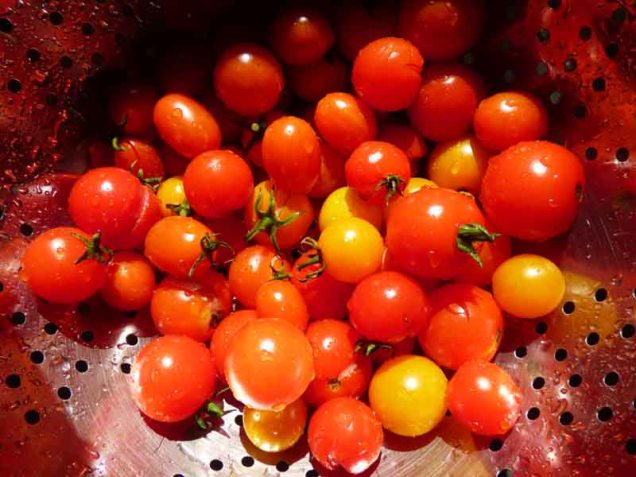 b Closeup of Tomatoes in Colander