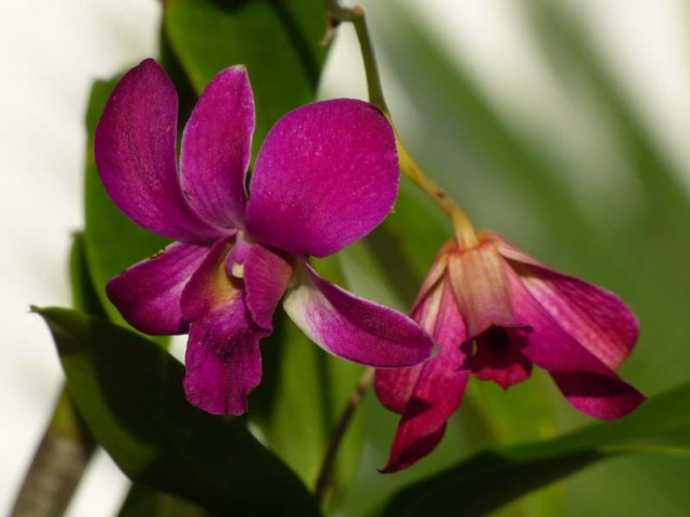 b Orchid