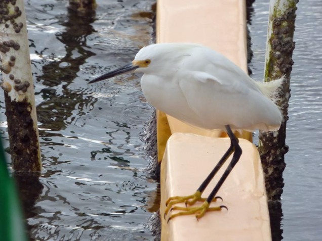 b Snowy Egret