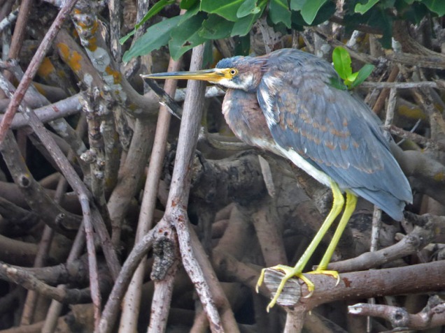 b Tricolor Heron in Mangroves