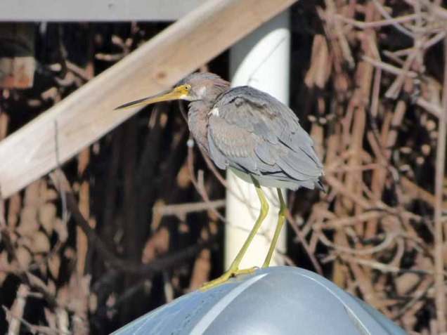 b Tricolor Heron on Outboard Engine