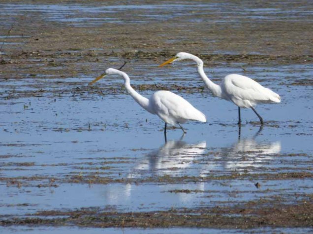 b Two Great White Egrets Fishing
