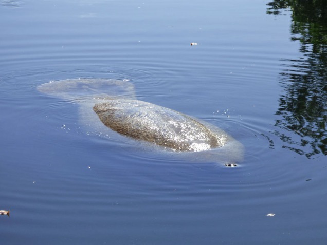 b04 Manatee in Canal