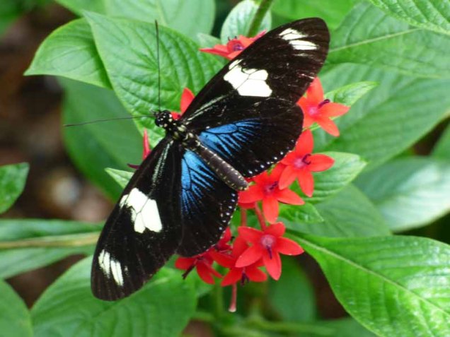 b Black Butterfly w Blue and White Spots