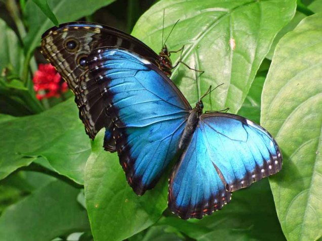 b Blue Butterfly Pair