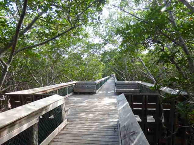 b Boardwalk at Long Key State Park