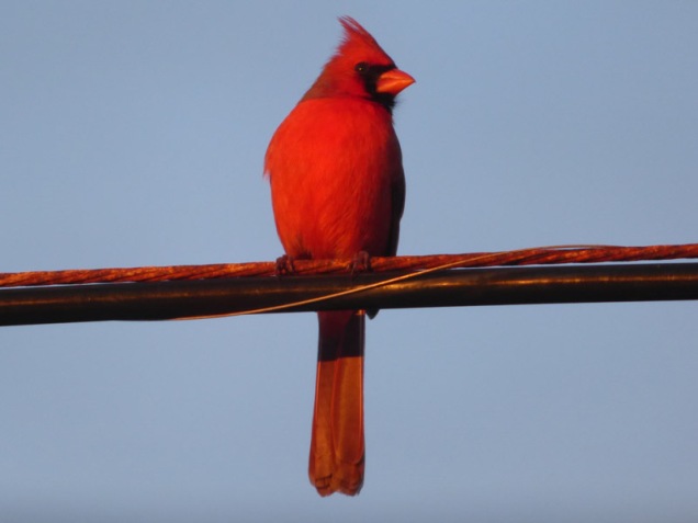 b Cardinal on Line