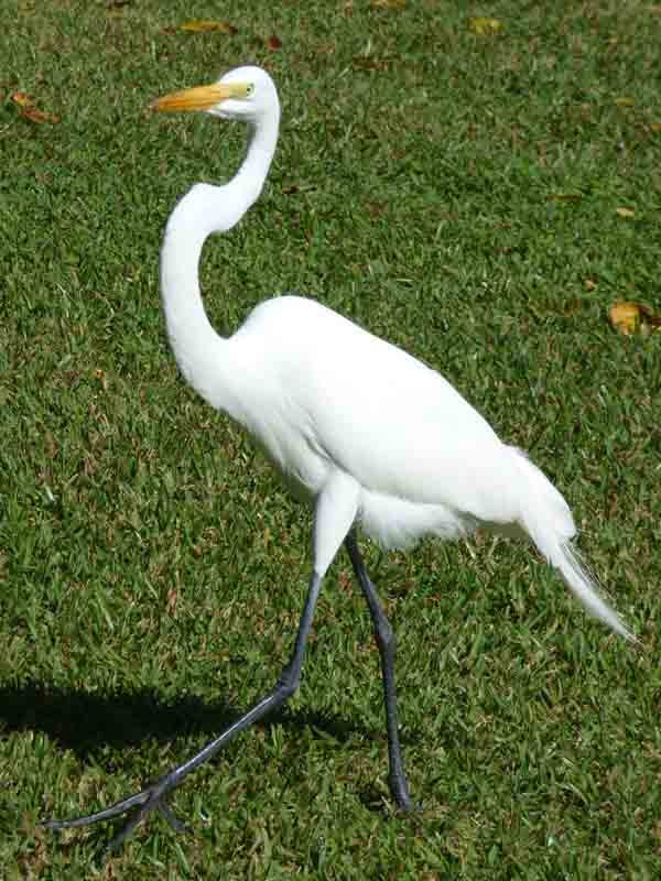 b Great Egret on Grass