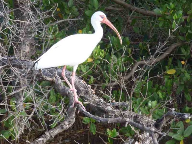 b Ibis on Magrove Branch