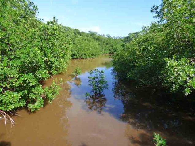 b Muddy Creek Through Mangroves