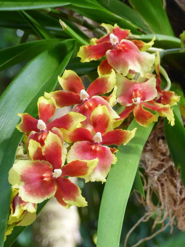 b Orange and Yellow Orchids