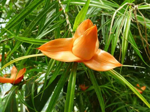 b Orange Flower