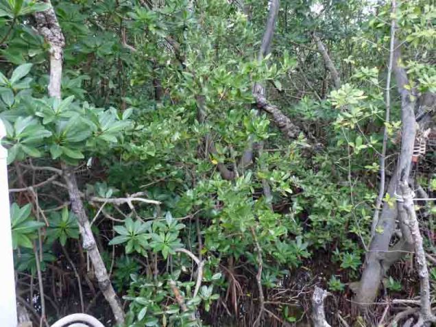 b Our Backyard Mangrove Swamp