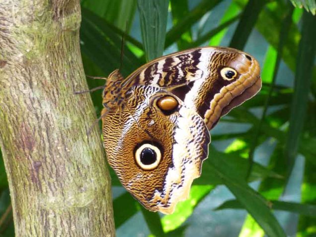 b Owl Butterfly