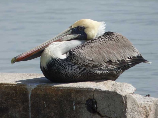 b Pelican