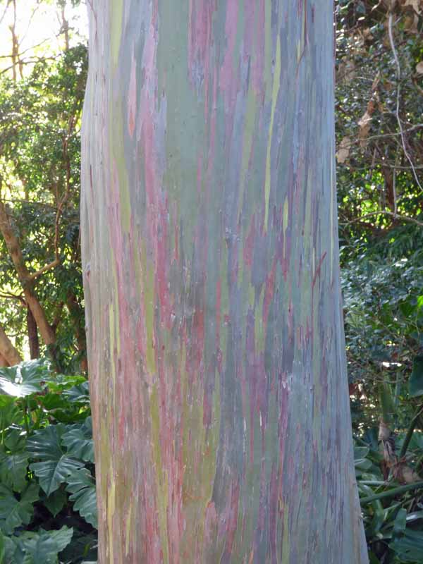 b Rainbow Tree