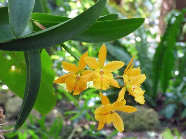b Small Yellow Orchids