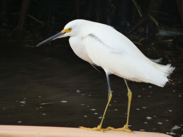b Snowy Egret on Float