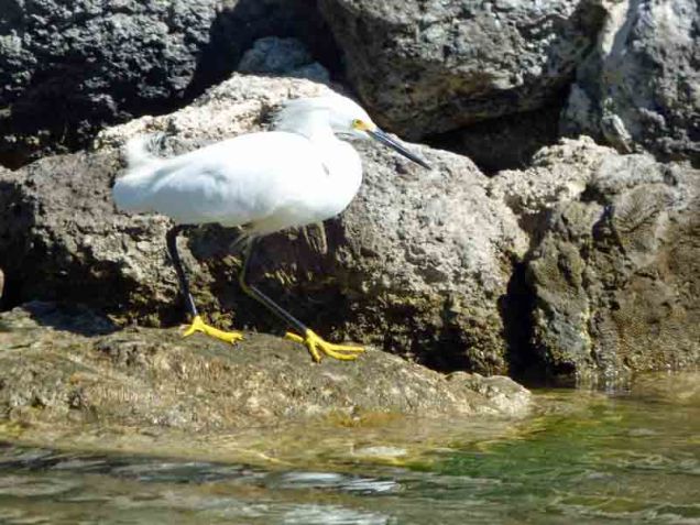 b Snowy Egret