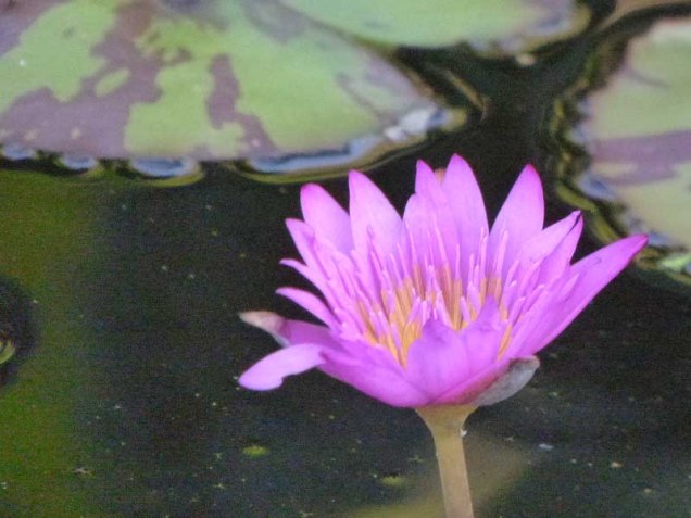 b Water Lily