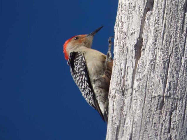 b Woodpecker