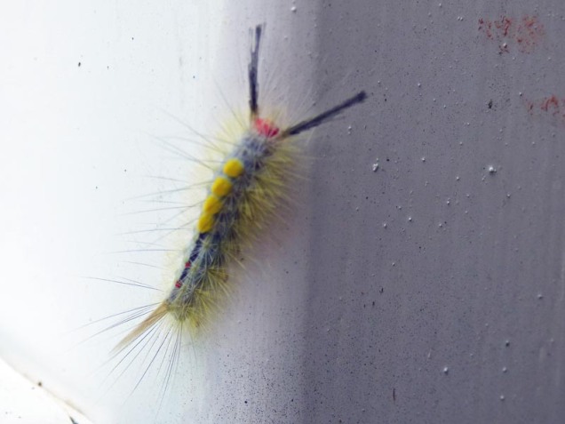 b Caterpillar on Fence Post