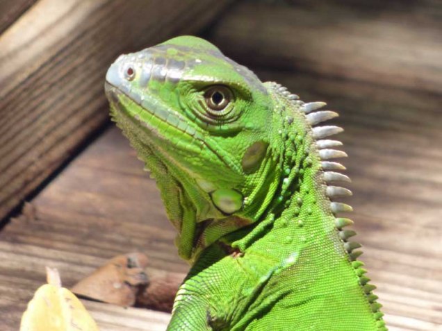 b Iguana Portrait