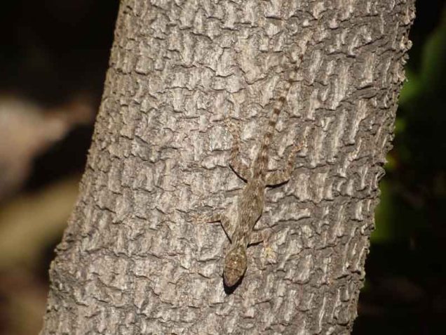 b Lizard Camoflage on Tree