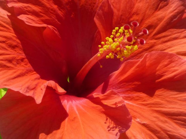 b Red Hibiscus Close Up