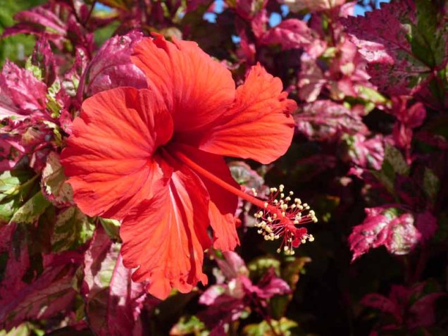 b Red Leafed Hibiscus