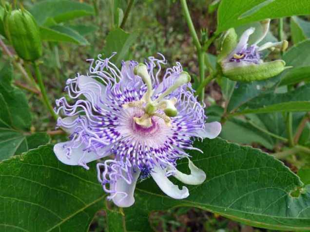 b Passion Flower