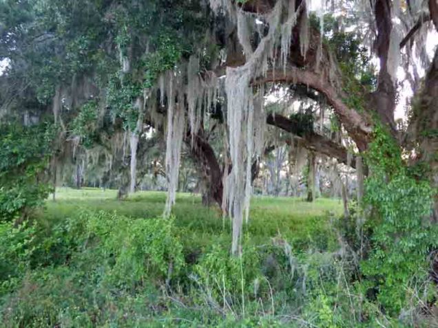 b View Beyond Spanish Moss