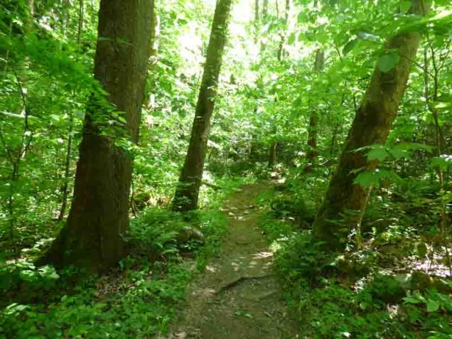 b Baxter Creek Trail 2