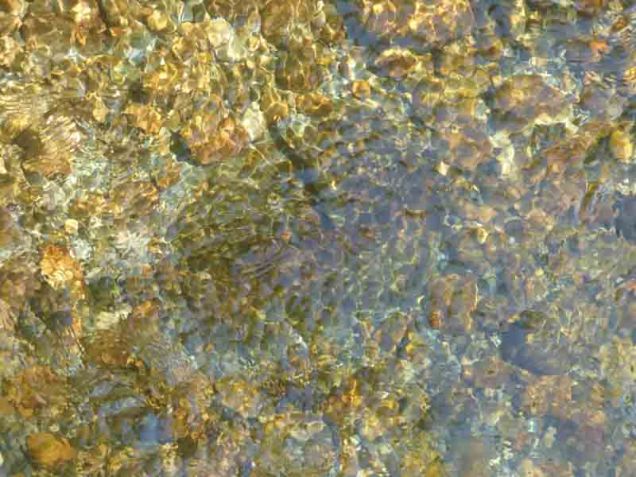 b Fish Hovering Above Brown Rock