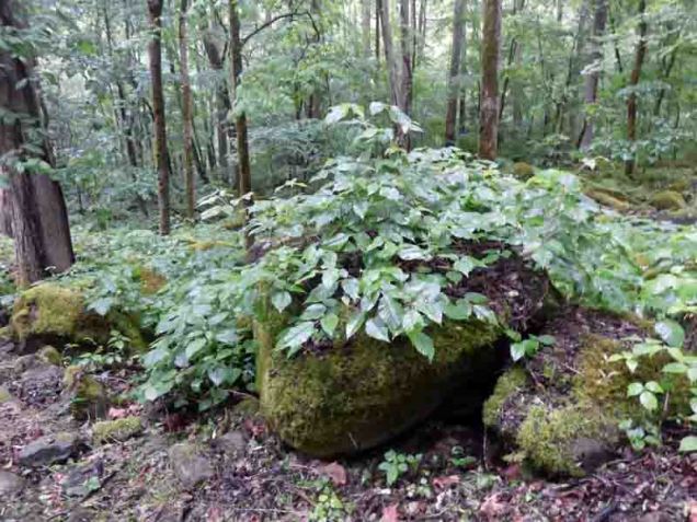 b Greenery Overtaking Boulder