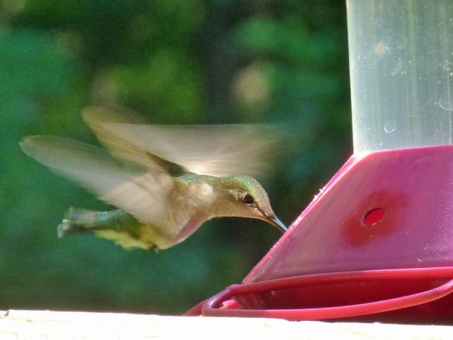 b Hummingbird 2