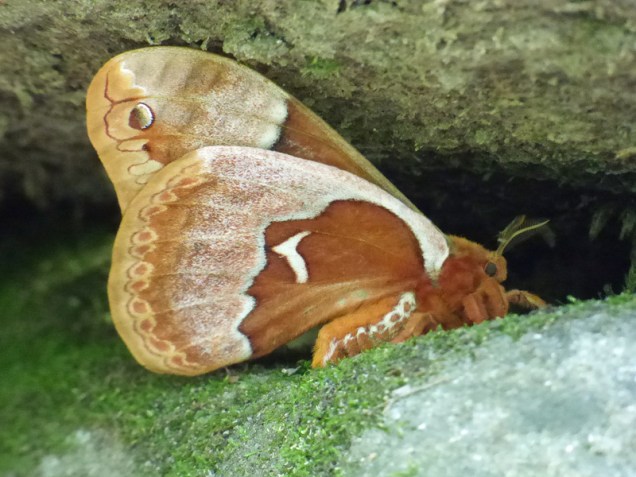 b Moth on Rock Under Log