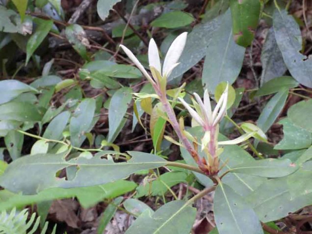 b Rhododendron Pre Buds