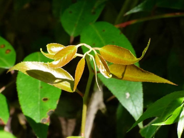 b Tender Young Leaves